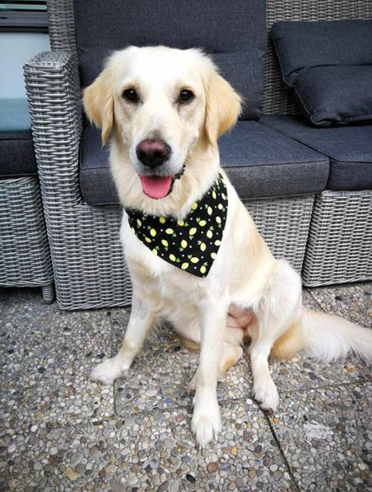 Sunny Flower Bandana: Snap-On Eco-Chic Style for Pets!
