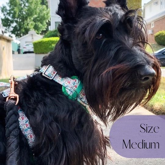 Feelin Squirrely - Adjustable Dog Harness - Heavy Duty Metal Hardware