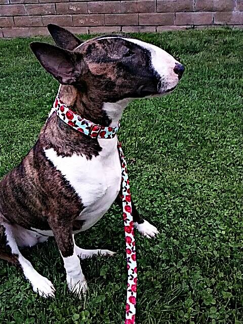 Matching Hand-crafted Dog Leash - Choose Your Fabric & Hardware Finish