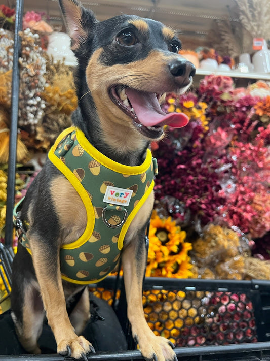 Acorn No-Pull Dog Harness – Eco-Friendly Fall Dog Gear
