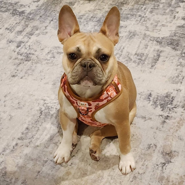Butcher Shop - Adjustable Dog Harness - Heavy Duty Metal Hardware