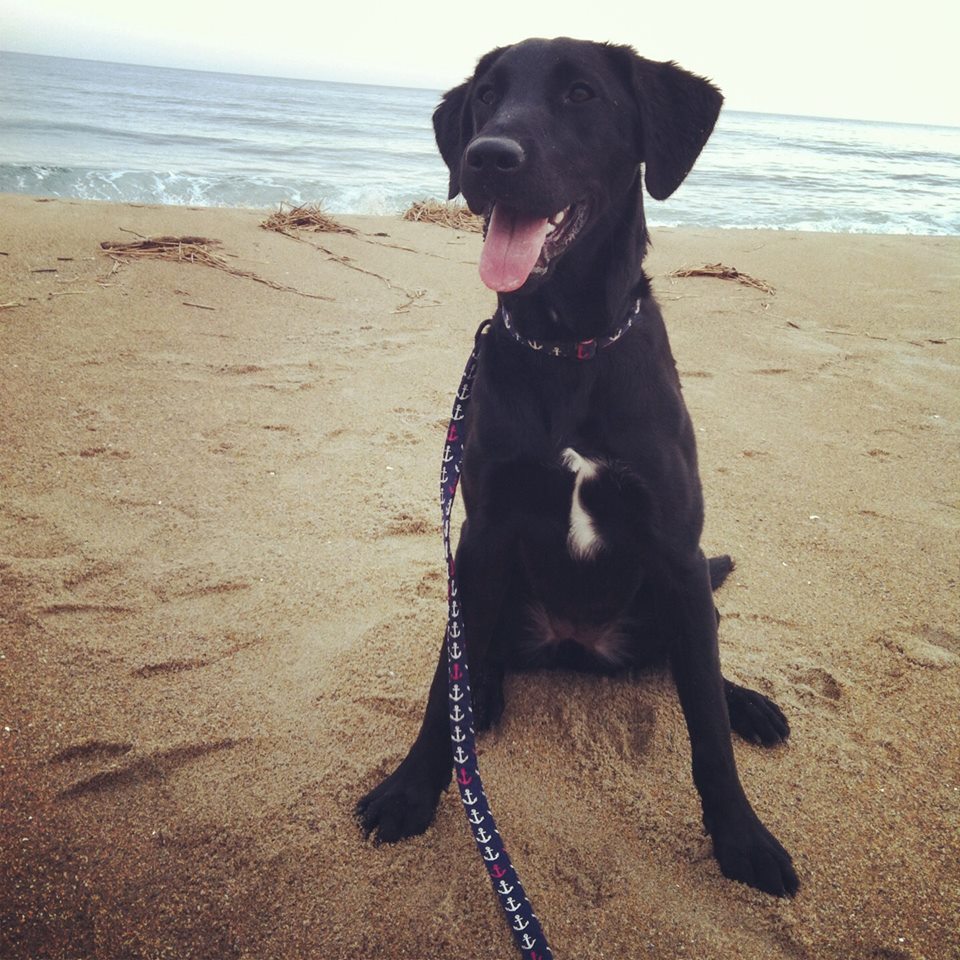 Matching Hand-crafted Dog Leash - Choose Your Fabric & Hardware Finish